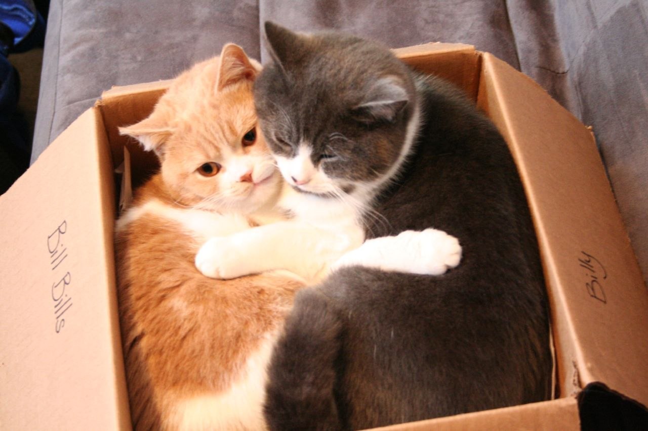 Два котенка в коробке