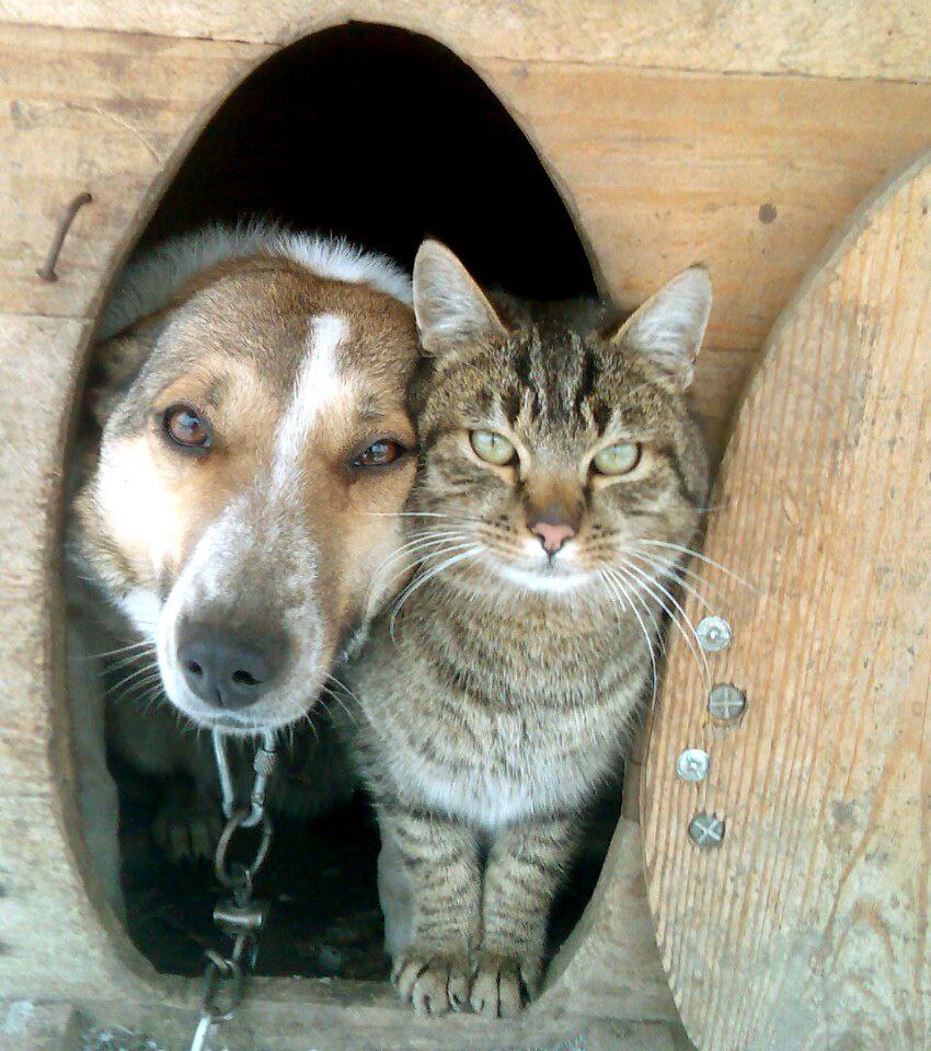 фото кошек и собак