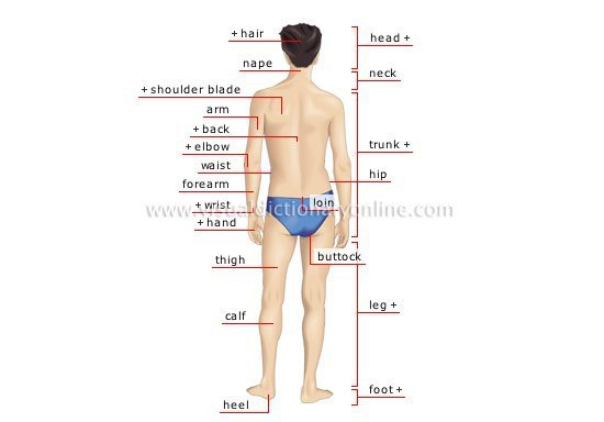 Части тела человека фото с названиями на русском