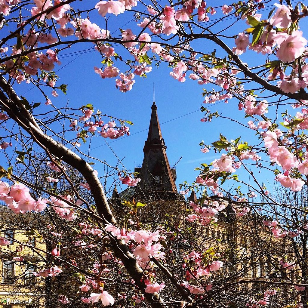 Сакура в спб карта