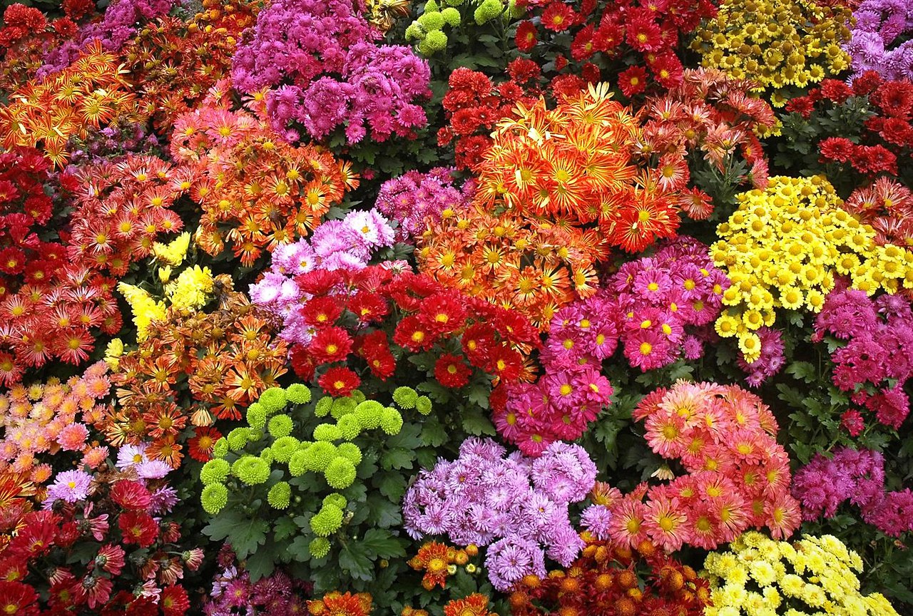 цветы на клумбе осенью фото и названия