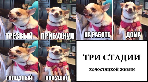 Мем женщица с собакой я его помыла