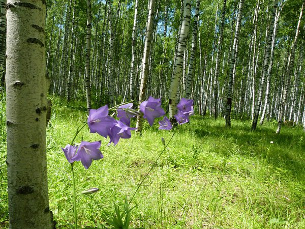 Лесные картинки лесные колокольчики