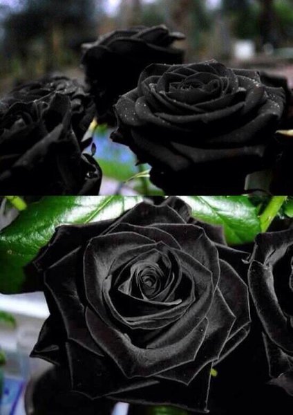 Где Можно Купить Черные Розы