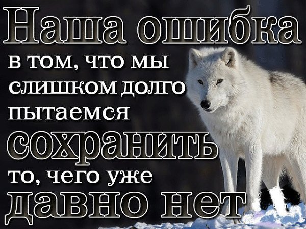 Картинки волков с надписями со смыслом про жизнь со смыслом