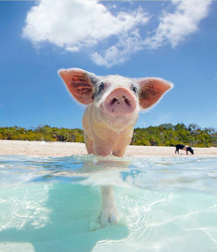 Свинки на Багамах