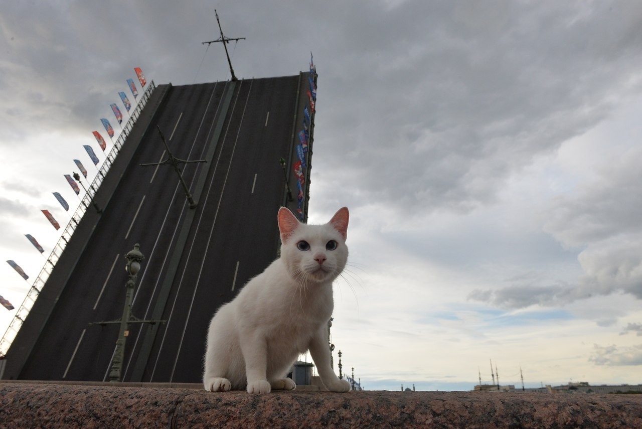 Санкт Петербург коты на защите города