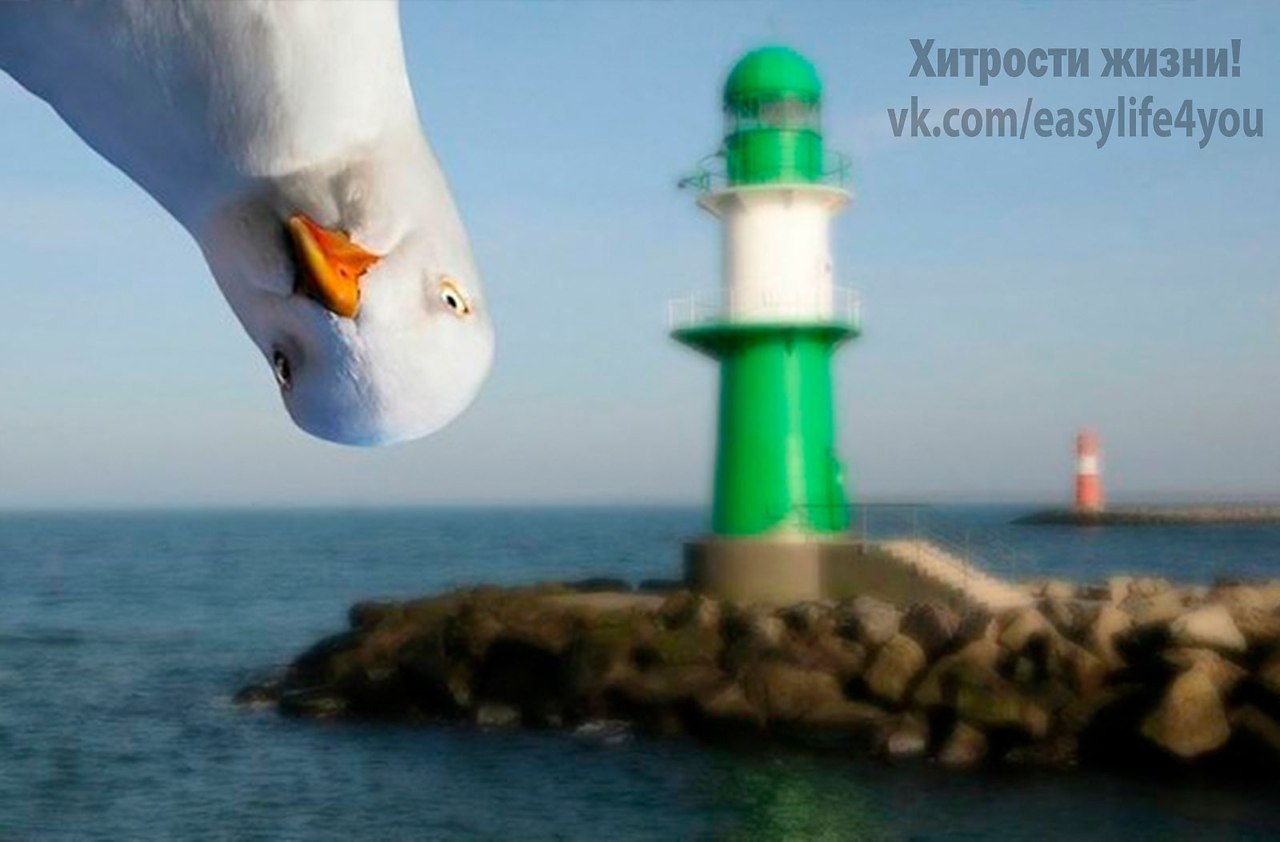 Мем с чайкой