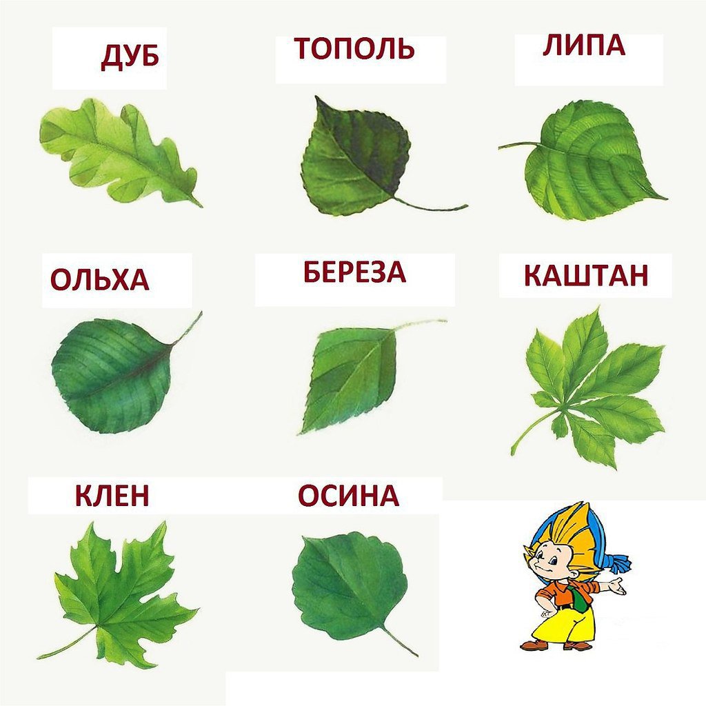 листья деревьев средней полосы россии фото