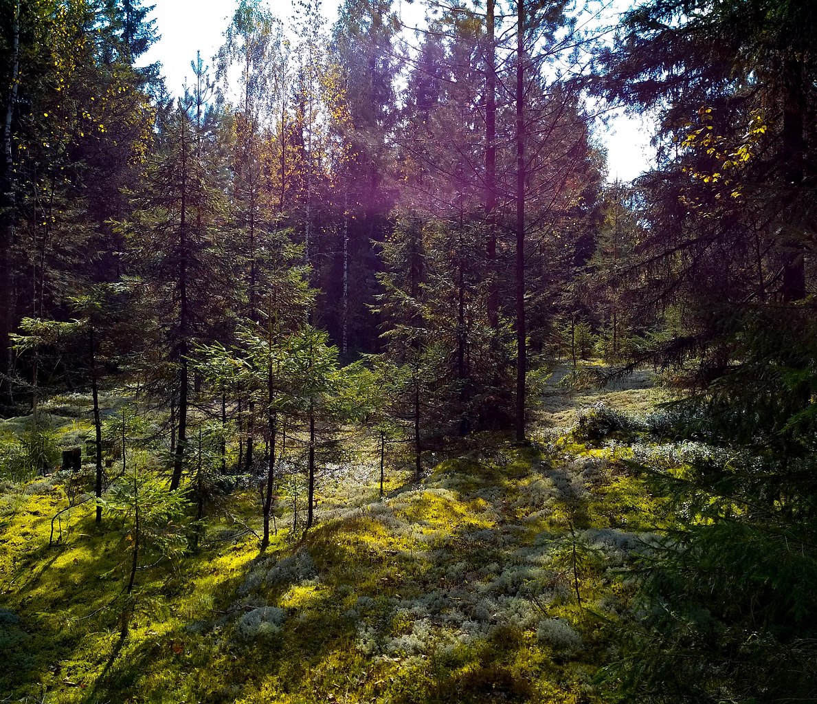 Хвойные леса Кировской области