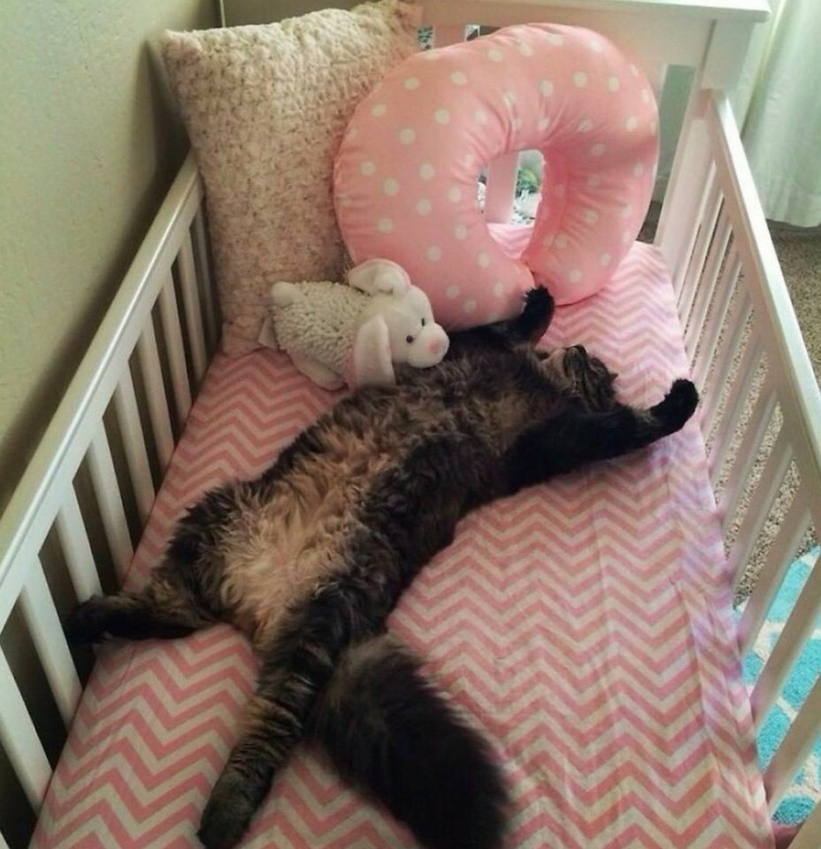 Котик в кроватке