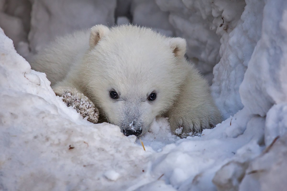 Белый Медвежонок в снегу