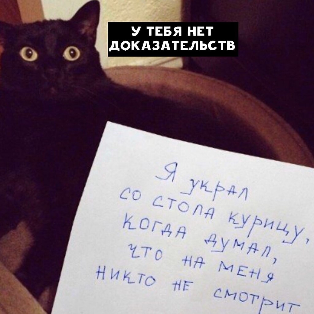 Кот преступник с табличкой