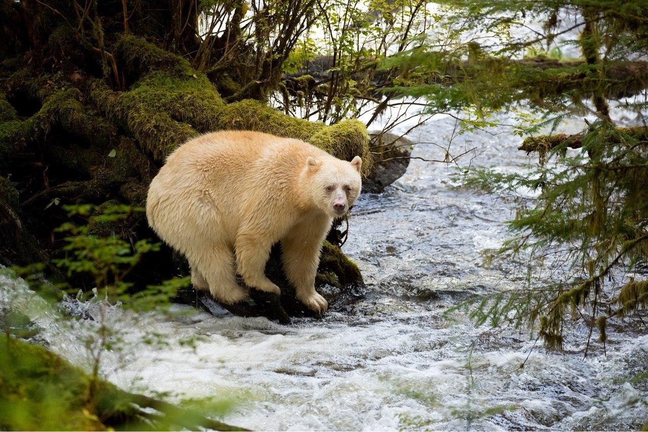 медведи канады