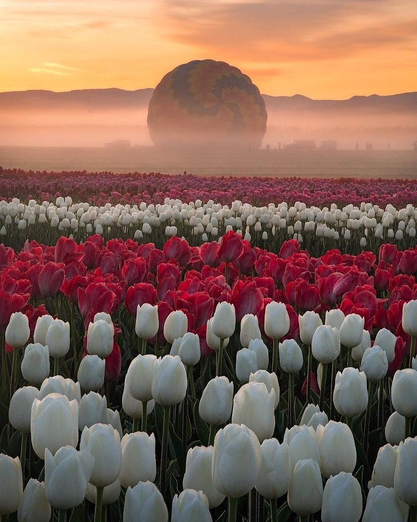 Голландия тюльпановые поля белый