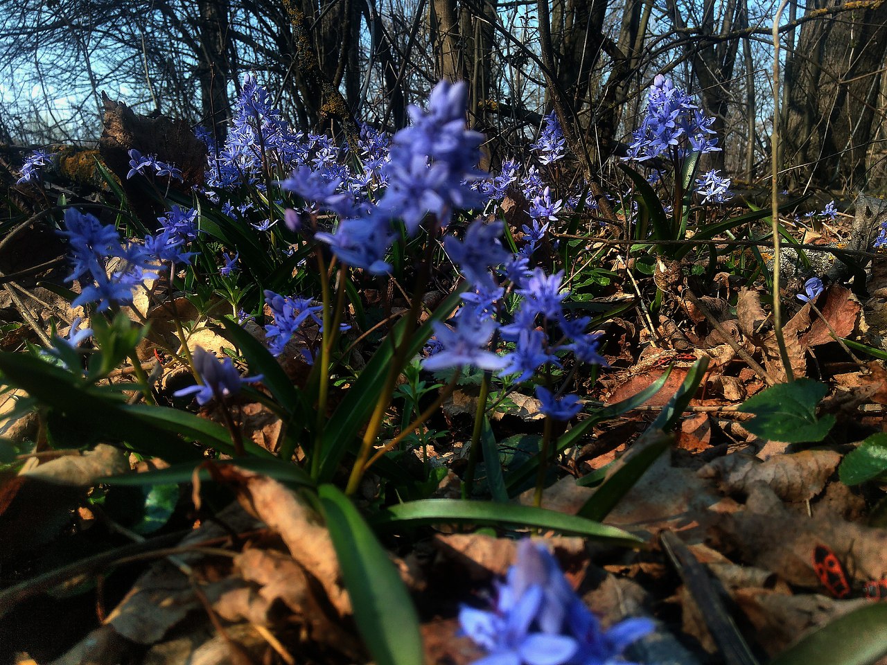 Первые весенние цветы в лесу синие