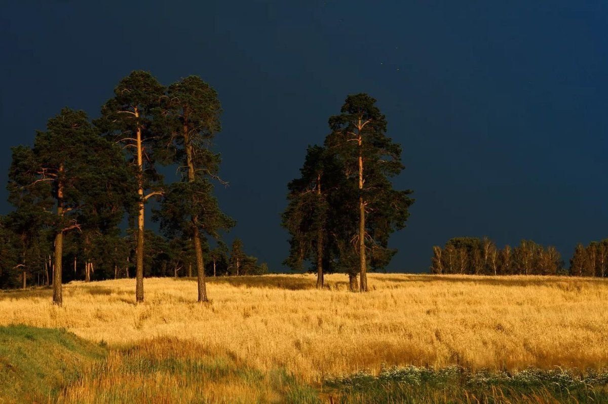 Рожь. Дубовая роща, Сосновый лес