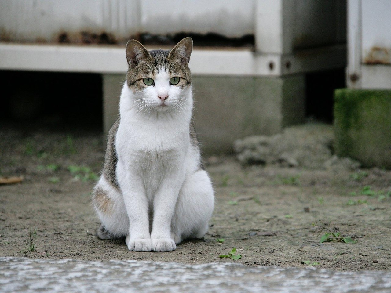 Картинка сидящего кота