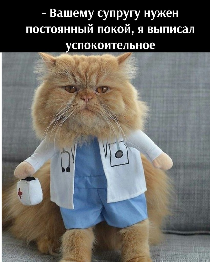 Котик врач картинки