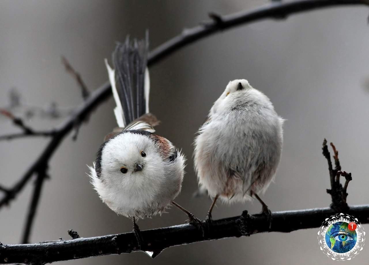 Маленькие птички смешные