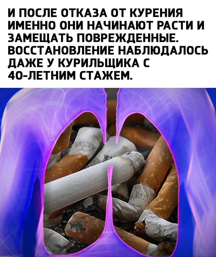 Легкие Курильщика Здоровые Фото — Fotoxcom.ru