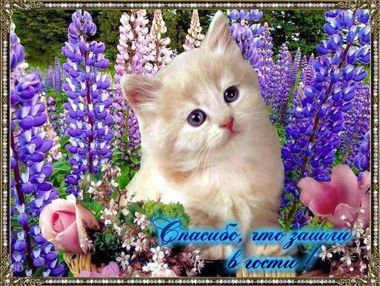 Красивые открытки с животными бесплатные Красивые открытки с животными бесплатные