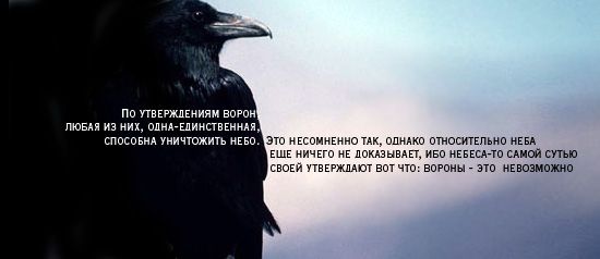 Цитаты про белых ворон Цитаты про белых ворон