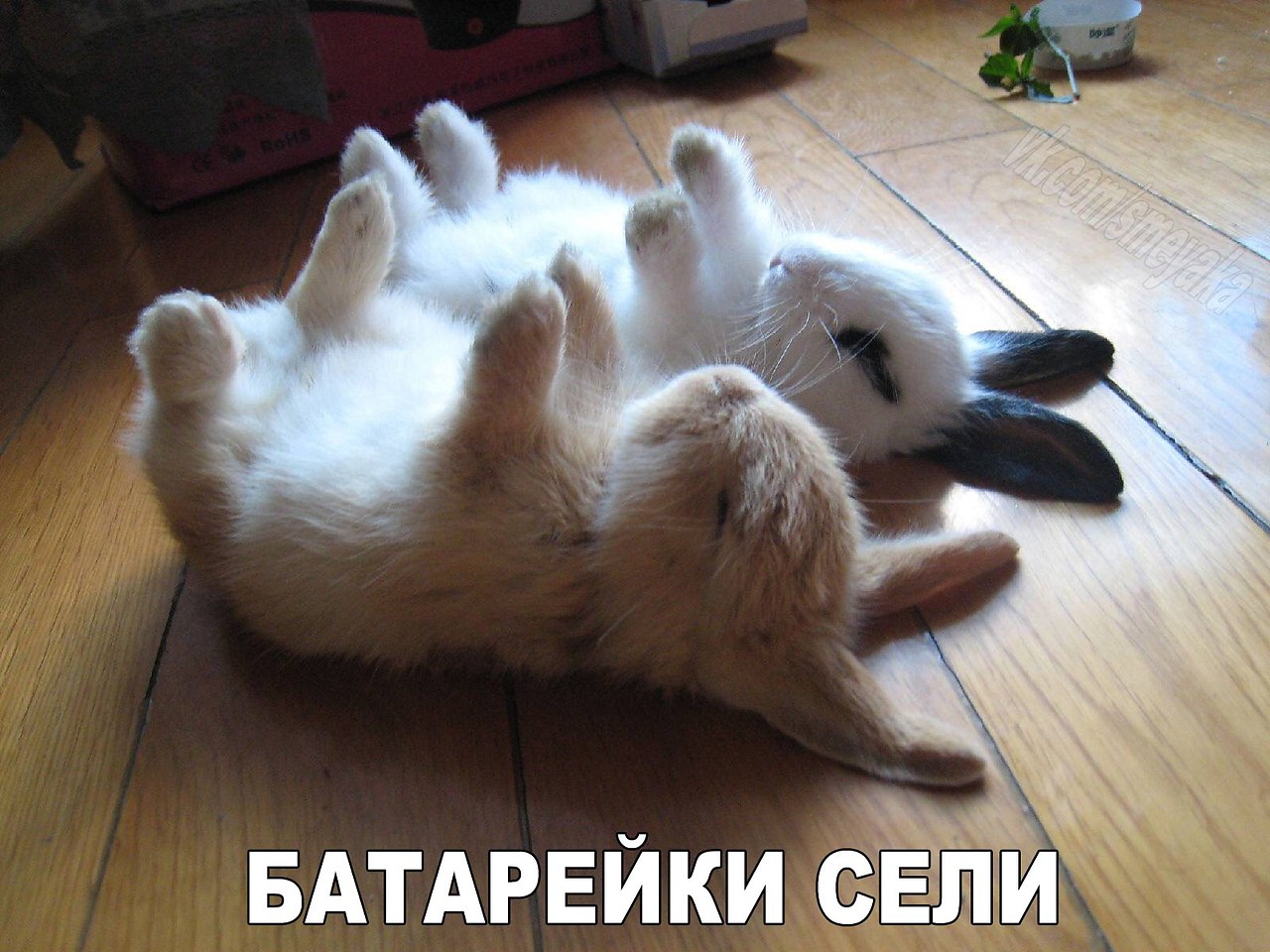 Спящий заяц картинки