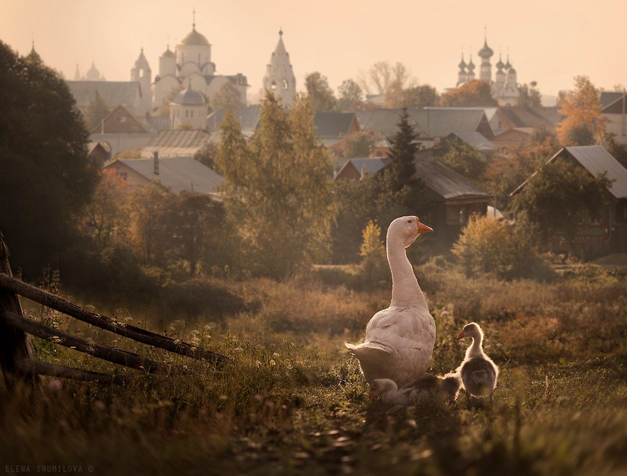 Гуси в деревне