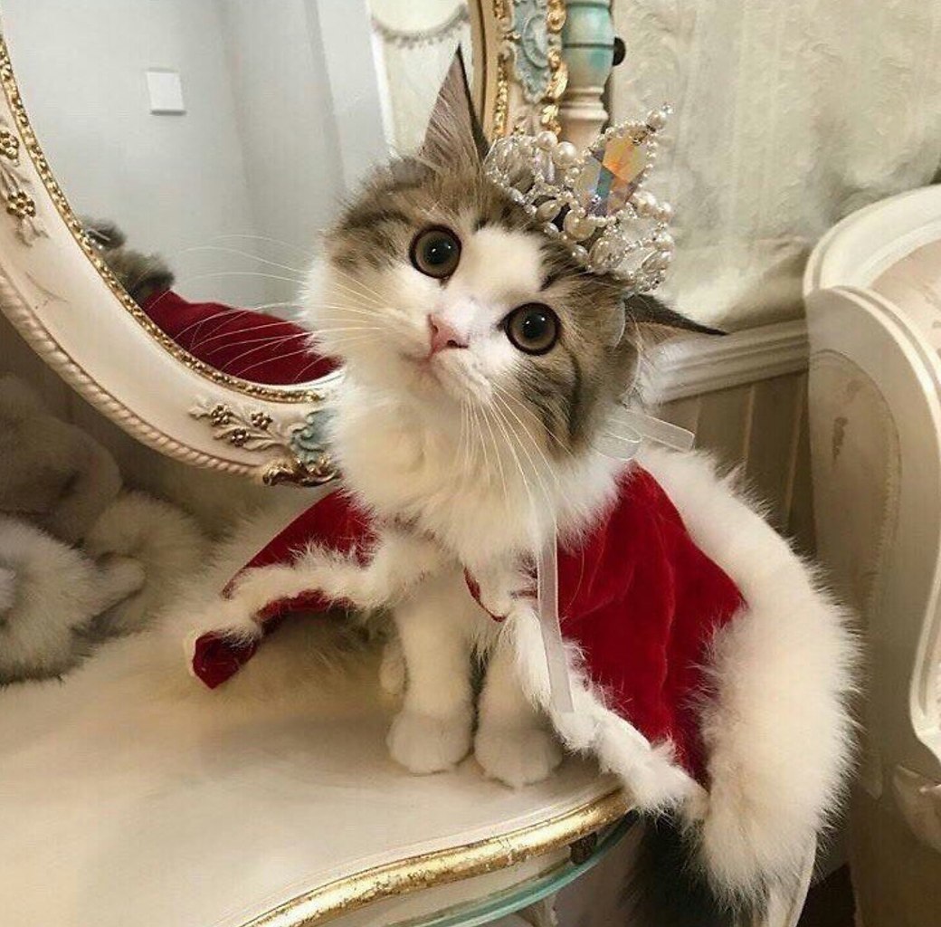 Королевские коты