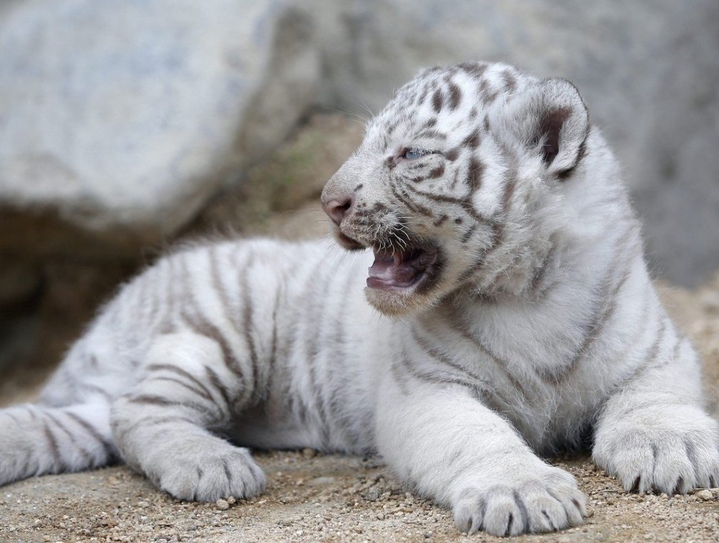 Белый тигр котята фото