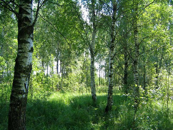 Деревья Подмосковья Фото