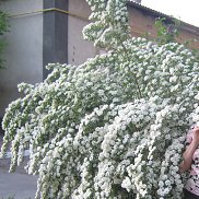 Раиса, 51 год, Могилев-Подольский