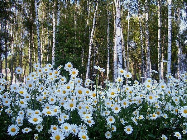 Картинки с березками и ромашками