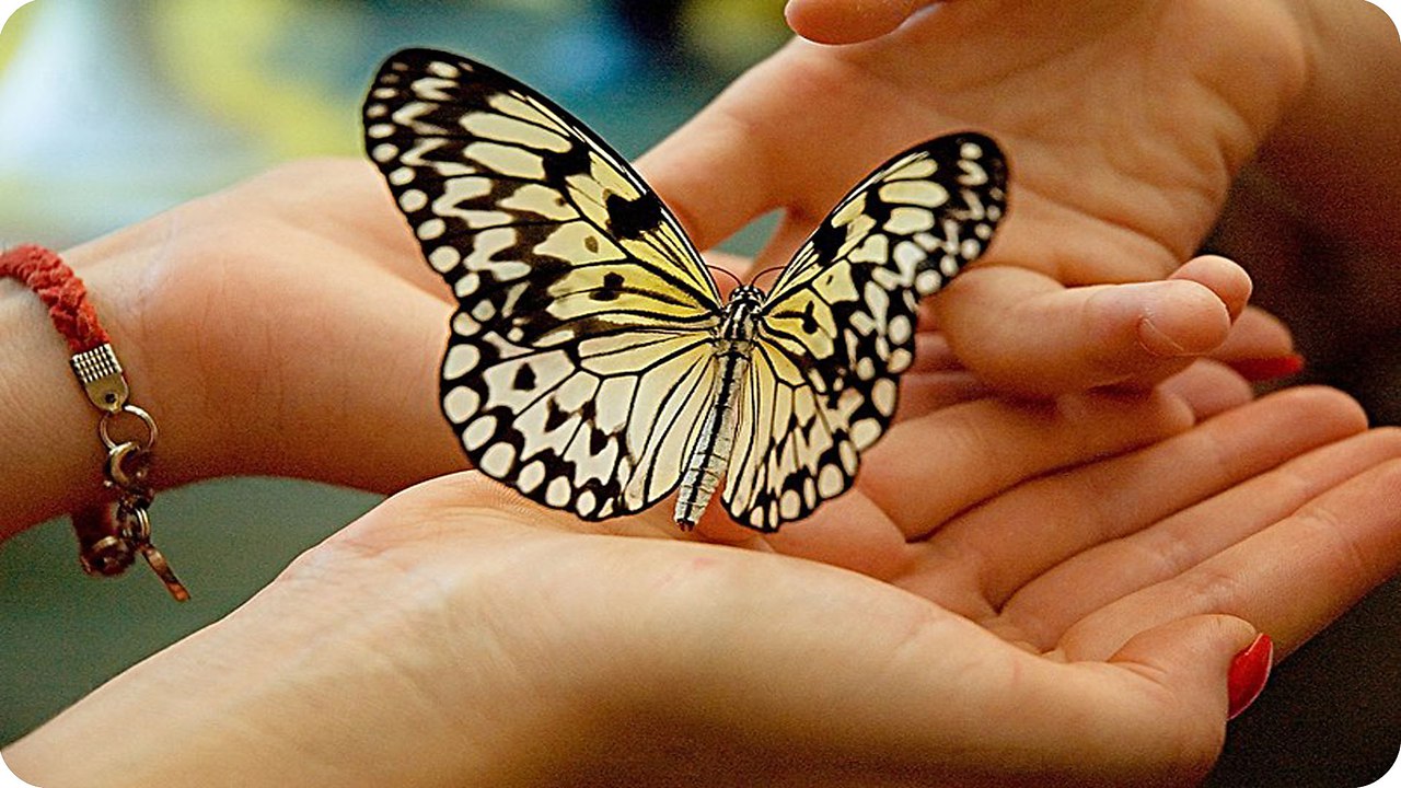 Счастье бабочка на ладони