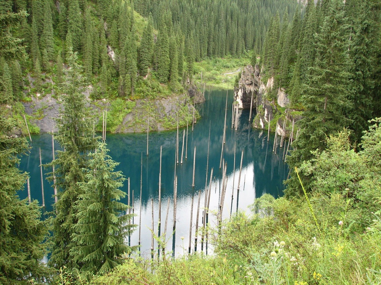 леса в казахстане