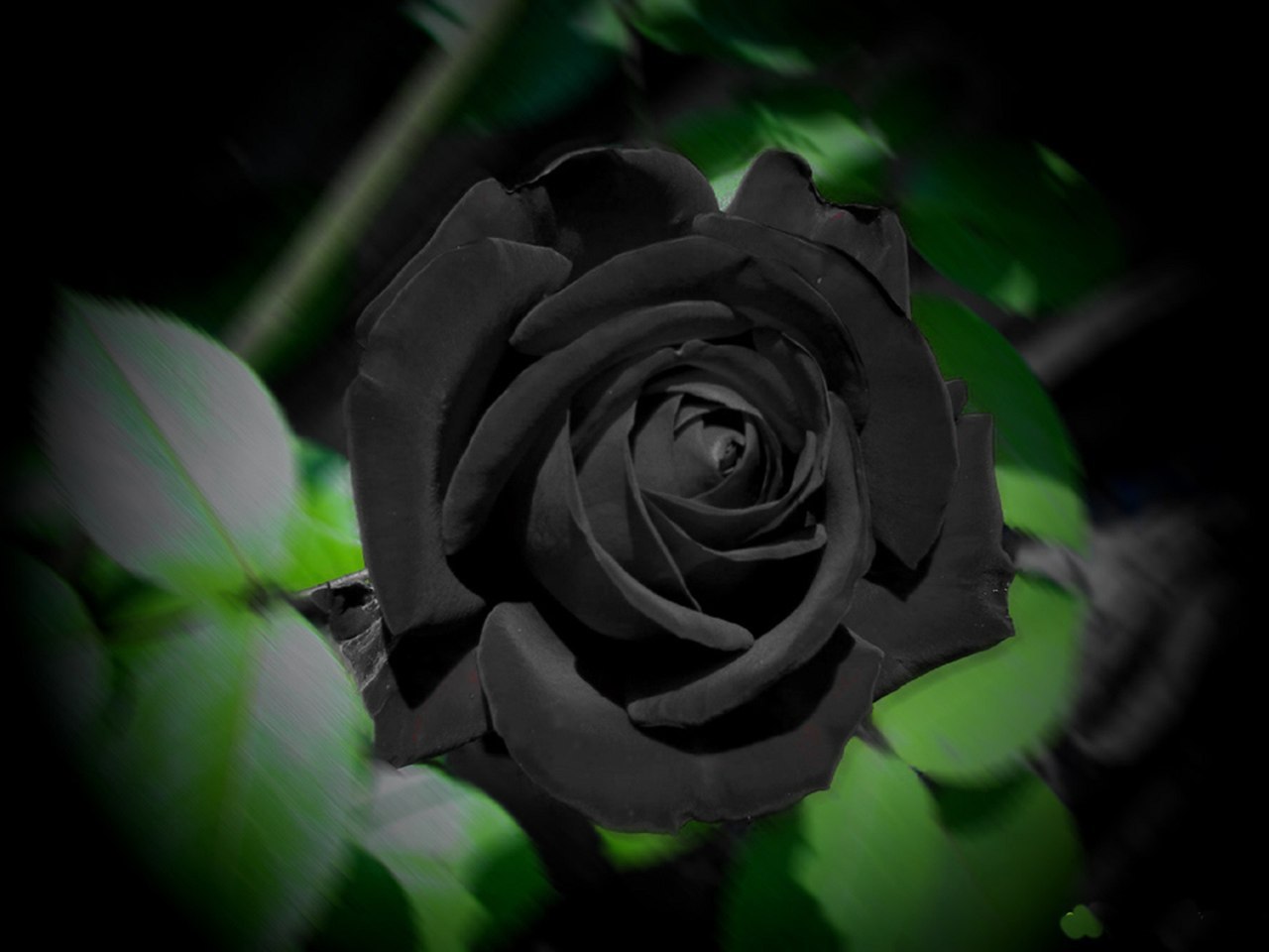 Турецкая черная роза Halfeti