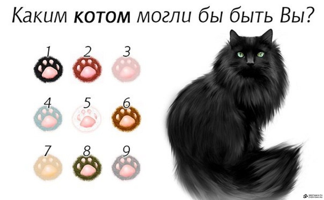 Тест какой ты преступник. Какой ты кот. Тест какой ты кот. Кошки знаки зодиака. Породистые кошки по знакам зодиака.