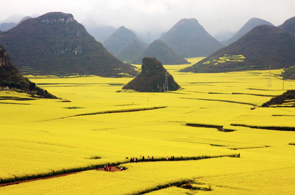 Цветочные поля канола, графство Луопинсянь – Китай