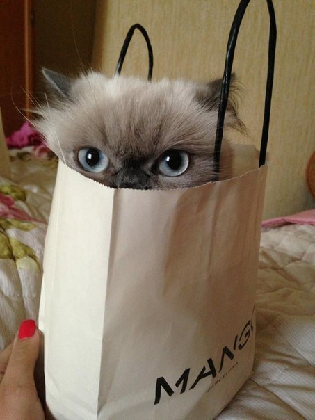 Кот в пакете рисунок