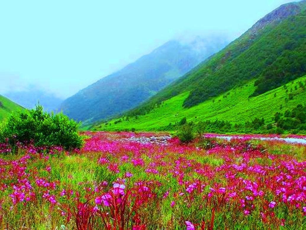 Долина цветов - национальный парк в Гималаях