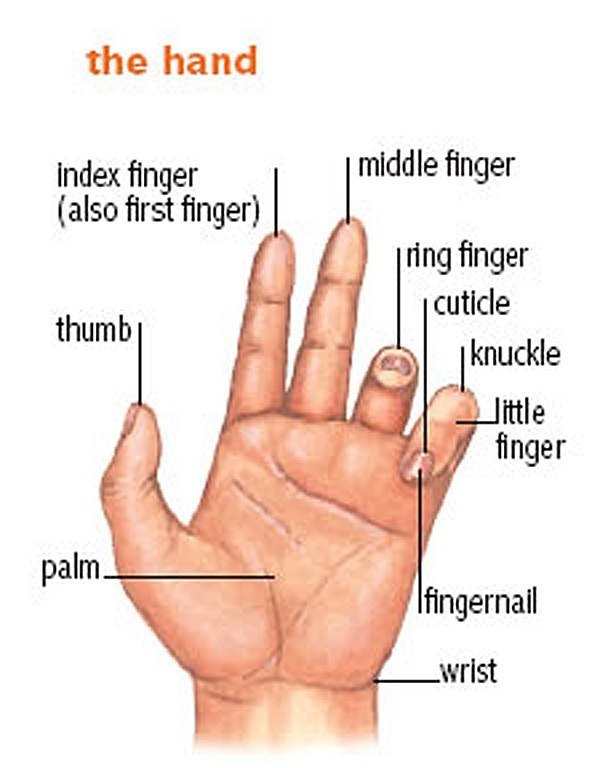 Fingers names