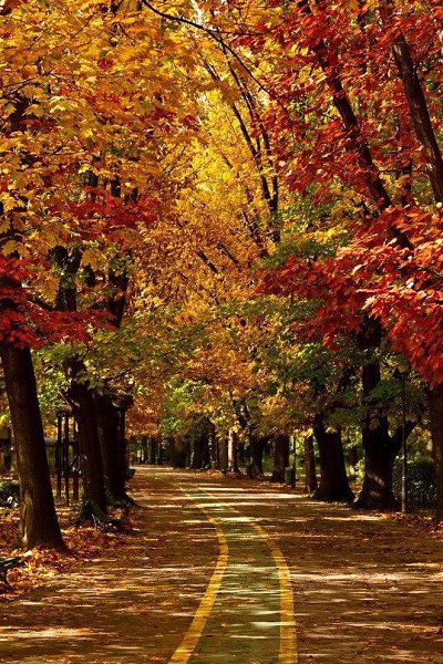 Осень Красота Природы Фото
