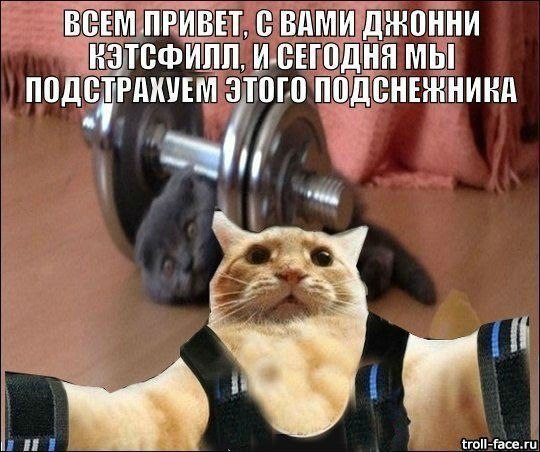 Фитнес котик картинки