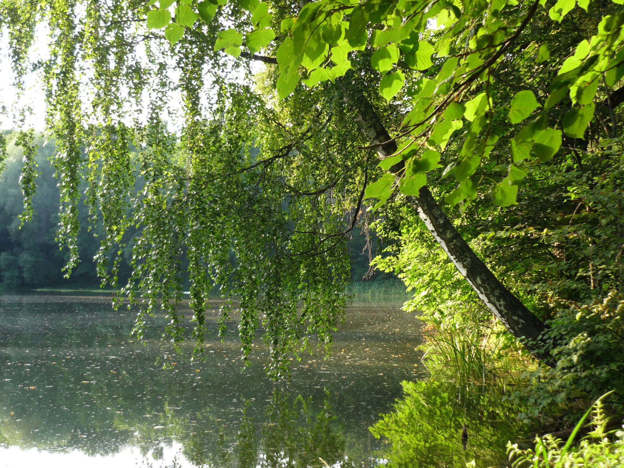 Картина плакучая береза