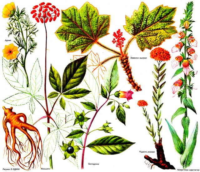 Низшие съедобные растения. Лекарственные растения. Лекарственные растения иллюстрации. Редкие лекарственные растения. Части лекарственных растений.
