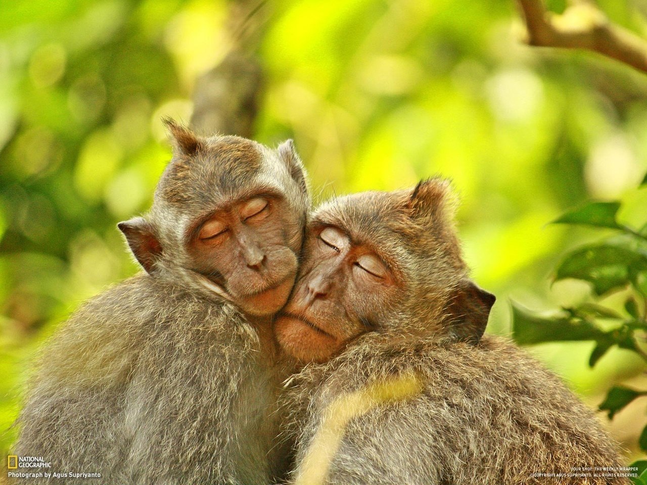 Две влюбленные обезьянки