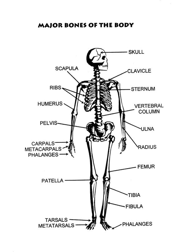 Скелет буквы. Части скелета на латыни. Скелет человека с названием частей тела. Латинские названия костей скелета туловища. Строение скелета человека на латыни.