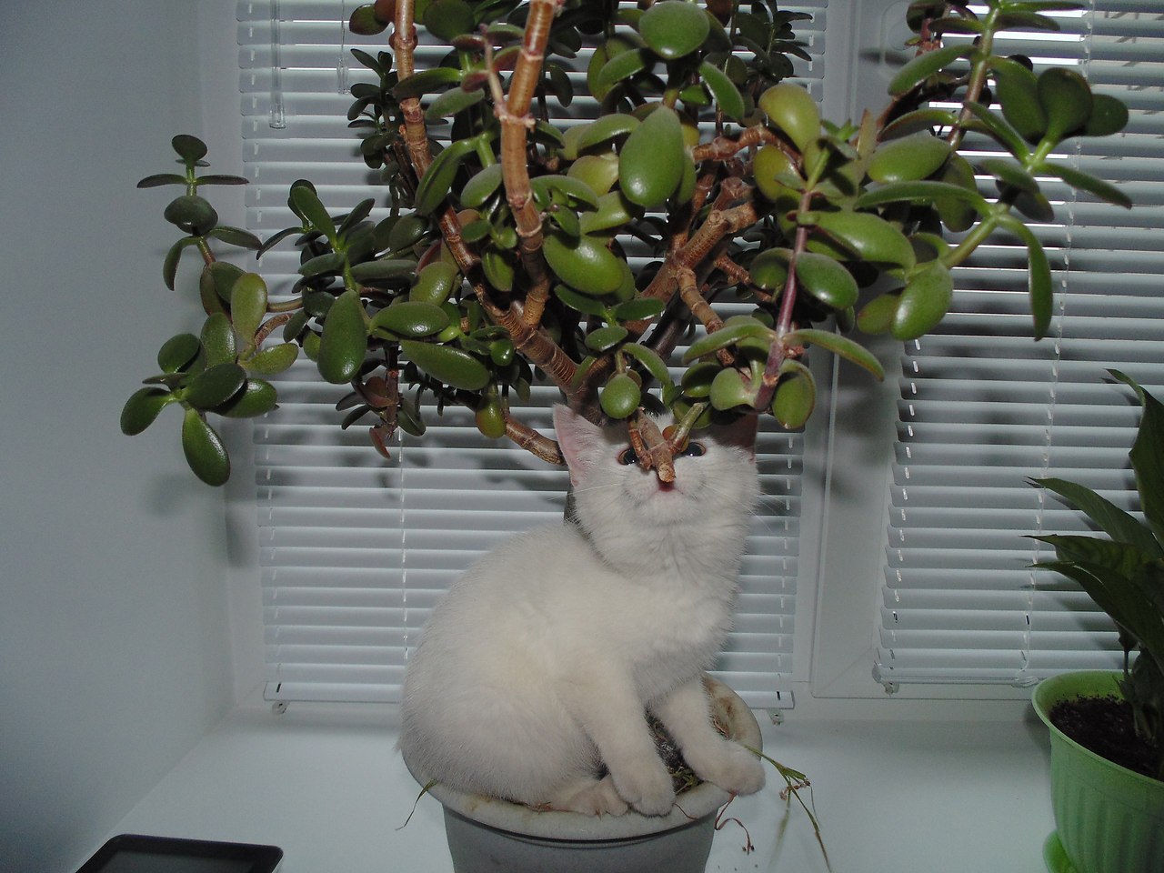 Денежное дерево и коты