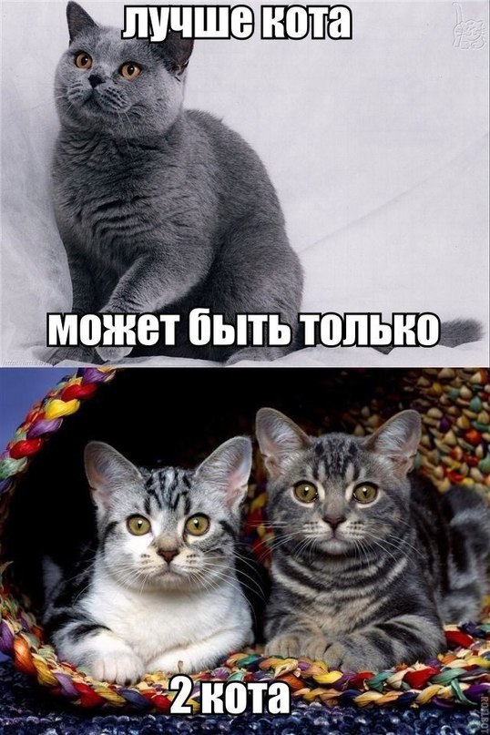 Без кота жизнь не та картинки